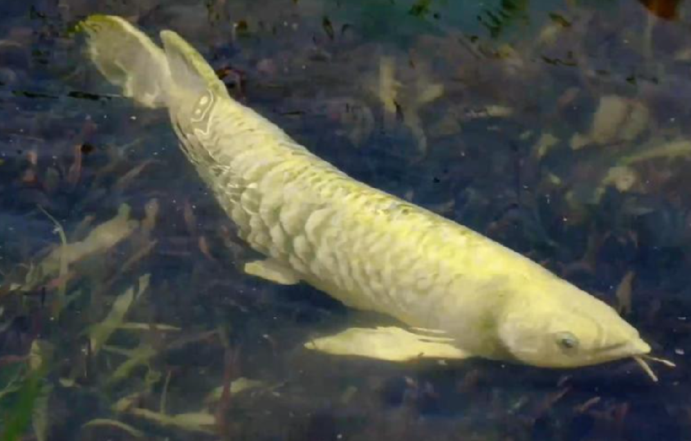 智能软体仿生观赏鱼“金鳞”在沪亮相